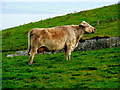 R0491 : Cliffs of Moher Area - Green Grass = Healthy Cow  by Joseph Mischyshyn