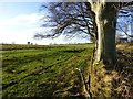 Beech tree beside the road