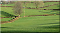 J4177 : Fields and hedges, Ballykeel, Holywood (2) by Albert Bridge