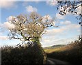 Oak near Foxdown