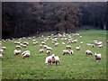 SJ5355 : Peckforton Sheep by Jeff Buck