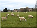 NY5563 : Sheep grazing at Lanercost by Oliver Dixon