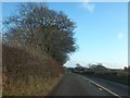 Roadside trees near Little Oak Farm