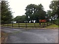 Driveway and horse, Eskragh Road