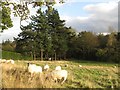 Sheep grazing west of Woodley Field (3)