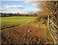 Field near Sparkwell