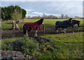 Horses near the A6