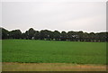 Farmland by the A11