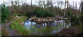 SP0583 : Pond at Winterbourne Botanic Garden, Edgbaston by Phil Champion