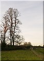 Ash tree overlooking Marsh Meadow, Cookham