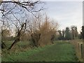 Pollard willows by the Fleet Ditch, Cookham