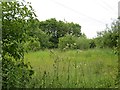 Woodland  off Barmston Lane