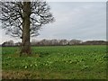 Trees in a large arable field off Chance Hall Lane