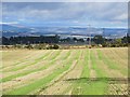 Stubble, Newtyle