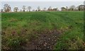 Farmland, Moss Mere