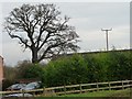 Winter tree, Moss End Farm Barns