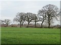 SJ7963 : Trees along a field boundary by Christine Johnstone