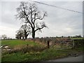 SJ7863 : Trees on a field boundary, near Lightfoot Green Farm by Christine Johnstone