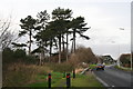 Pine trees in Great Coates Road