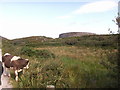 V4480 : Cows on the track to Cahergal Stone Fort by Owen O'Sullivan