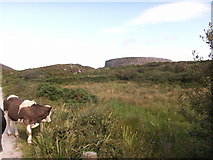 V4480 : Cows on the track to Cahergal Stone Fort by Owen O'Sullivan