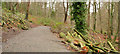 J4681 : Cut trees, Crawfordsburn Country Park by Albert Bridge