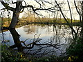 Large pond at Tillington