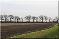 Trees marking the bank of Warping Drain