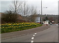 Bank of daffodils, Pontllanfraith