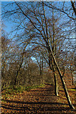 TQ2997 : Williams Wood, Trent Park, Cockfosters, Hertfordshire by Christine Matthews