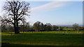 Sheep pasture at Credenhill Court