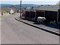 Shady sheep in Bream