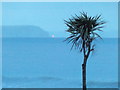 SZ0890 : Bournemouth: palm tree and Isle of Wight backdrop by Chris Downer