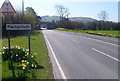 SH7401 : Daffodils around the Machynlleth boundary sign by Jaggery