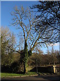 SU0795 : Trees near Cerney Wick by Gareth James