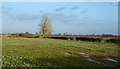 Hedge with lone tree