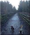 Track in Toton Fields Nature reserve