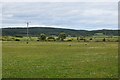 Sheep, Stranog