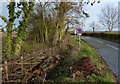 New hedge along Mayns Lane