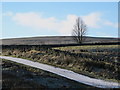 The Black Way, rough pasture and lone tree near Knock Shield