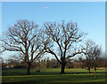 Oaks, Tooting Bec Common