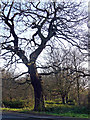 Oak, Tooting Bec Common (2)