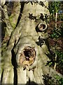 Gnarled tree bole, Aldbury Nowers