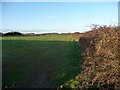 Eastern side of pasture field, Ponton Heath