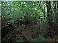 Woodland beside the Newhouse Burn