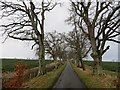 NT5624 : Tree lined road by Richard Webb