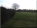 Farmland and hedgerow