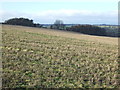 Farmland off Wike Lane