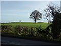 Farmland near Scarcroft