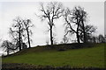 Bare trees near Horse Shoe Wood